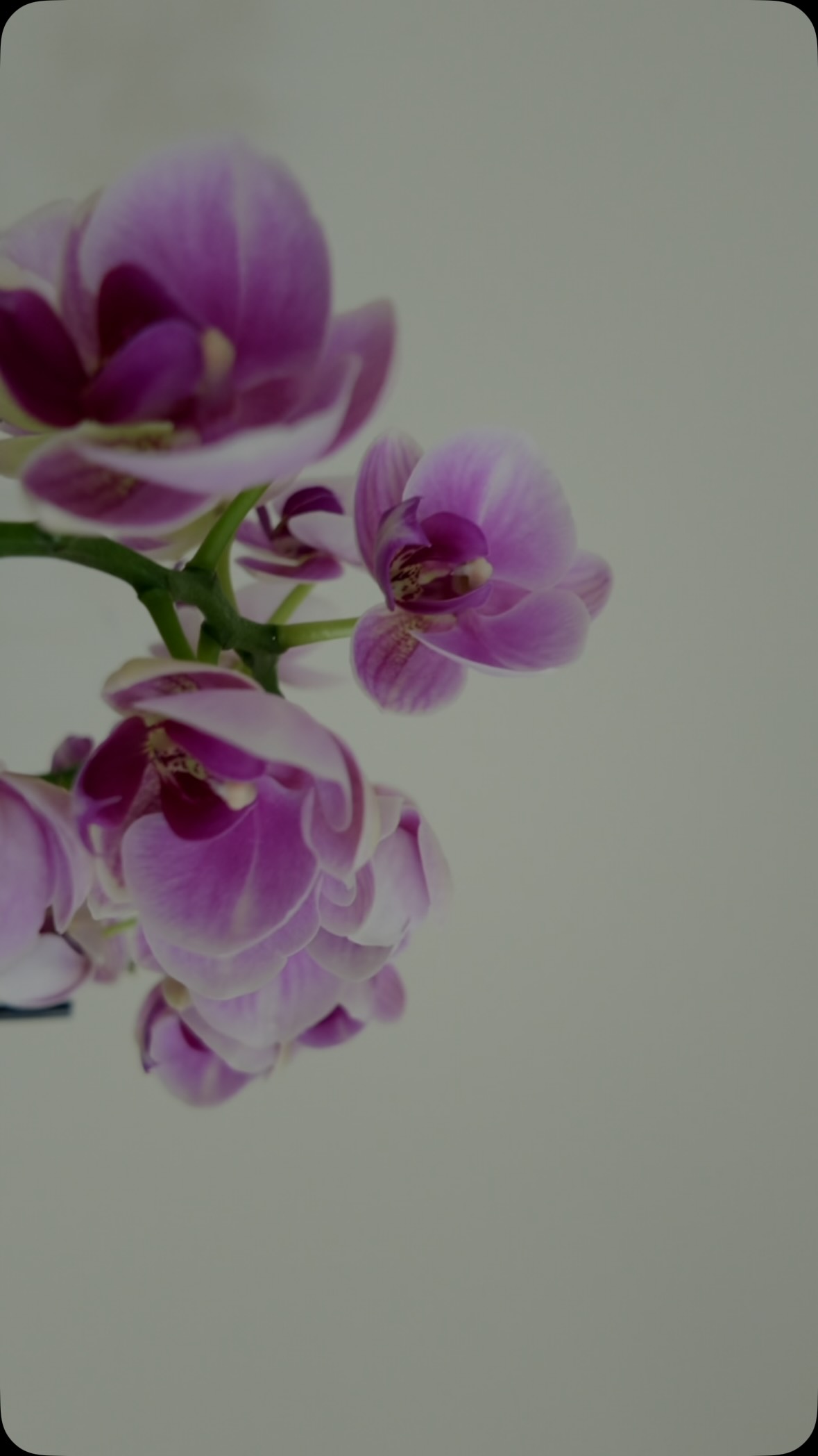 @warringalorchidsociety #warringalorchidsociety